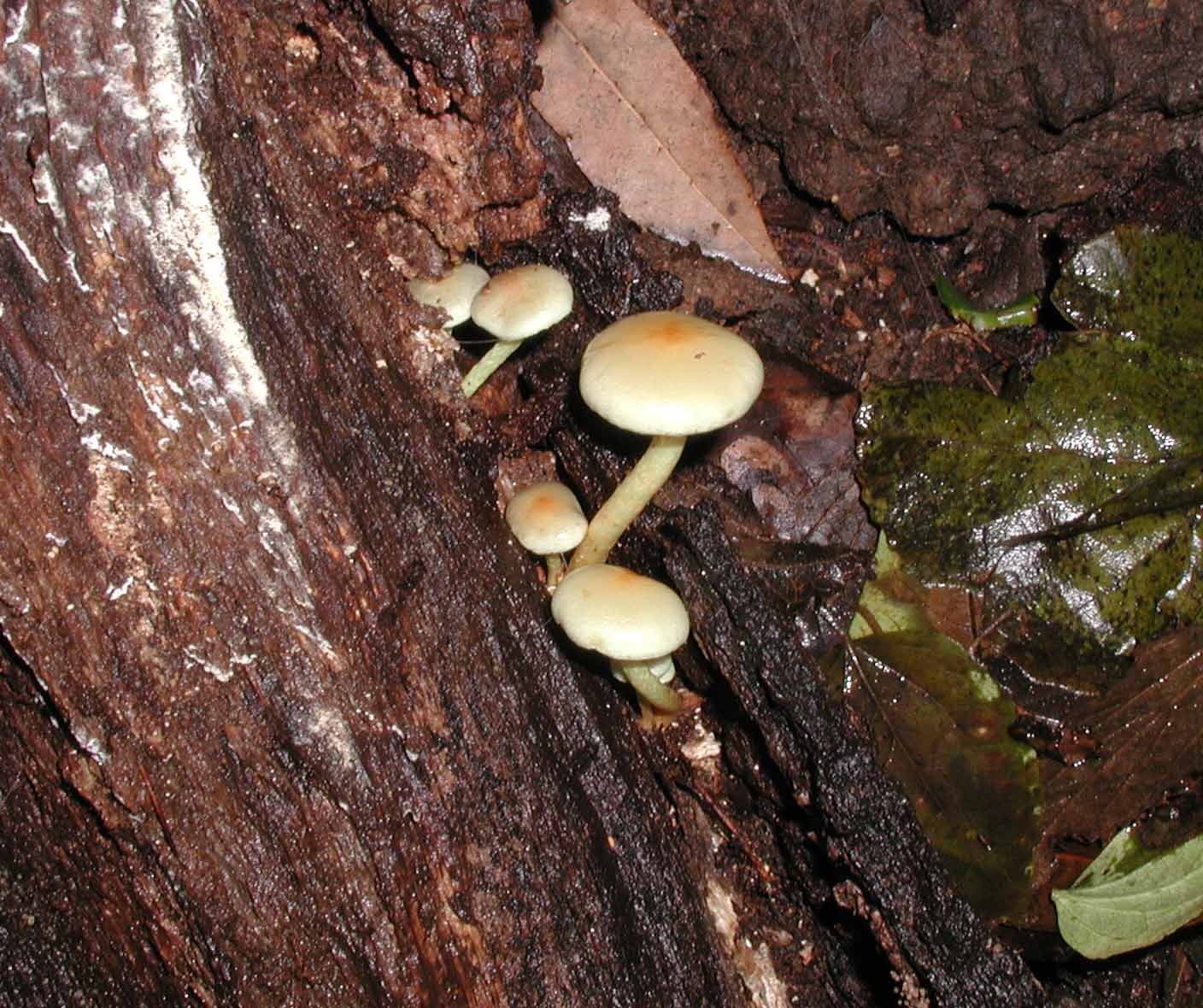 Aiuto per determinazione